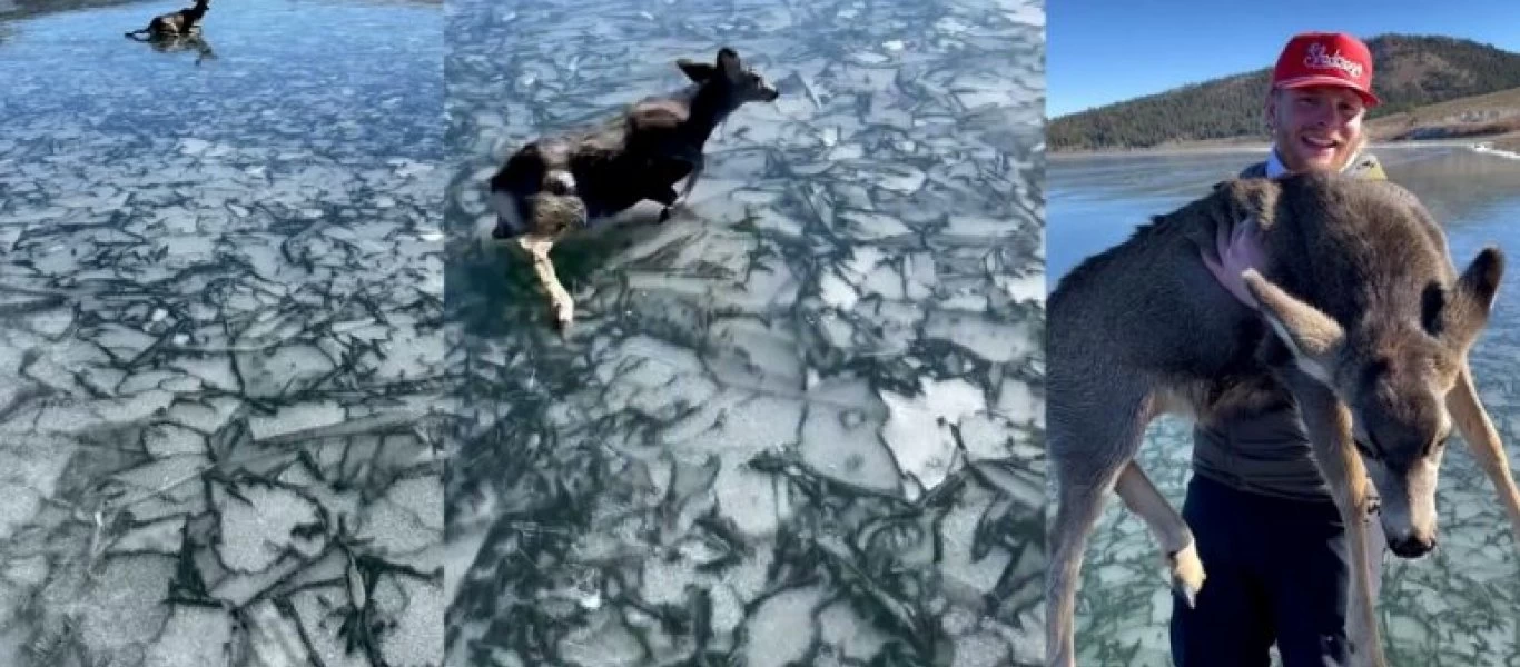 Άνδρας έσωσε ελαφάκι από βέβαιο θάνατο (βίντεο)